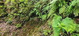 Plants: image 48 Of 208 Thumb